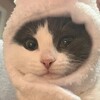 Логотип телеграм канала @shrtprmmn — какая-то хурма🐇