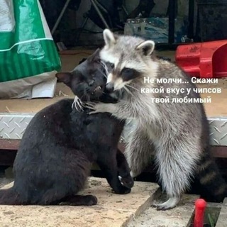 Логотип телеграм канала @shtosmotrim — Что сегодня на вечер?