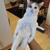 Логотип телеграм канала @shunyasceblob — shunyablob