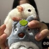 Логотип телеграм канала @shuraprogertgc — ShuraProger – игры, нигры, стримы