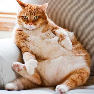 Логотип телеграм канала @shuteeechki — Шутеечки