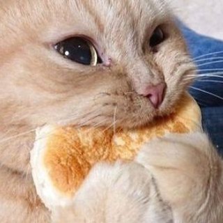 Логотип телеграм канала @shutkion — ShutnickON