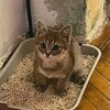 Логотип телеграм канала @shutkiprogavno — шутки про говно