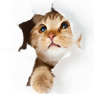 Логотип телеграм канала @shutoch7 — Шуточная №7