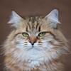 Логотип телеграм канала @sibcats_vivalavita — Сибирские котята и кошки питомник Vivalavita*RU