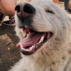 Логотип телеграм канала @sibodyssey — живи по мечте