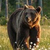 Логотип телеграм канала @sibvestnik — Сибирский вестник