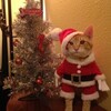 Логотип телеграм -каналу siditimolchit — Сижу и ржу 🎄