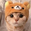 Логотип телеграм канала @sigmafaceopros — Опросы котики