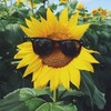 Логотип телеграм канала @sillykiroarchive — [ архив; переезд] ☀️!С×2..Свалk.и.нsк !¿