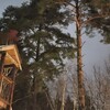 Логотип телеграм канала @simarglhotel — Зоогостиница " Симаргл".