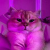 Логотип телеграм канала @simbacatteam — Симбиотики