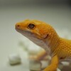 Логотип телеграм канала @simbych — 🦎Дневник эублефара🦎