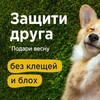 Логотип телеграм канала @simparica_info — Симпарика ~инфо~