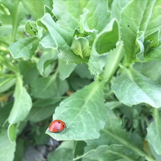 Telegram арнасының логотипі sinalefmimm — سین.الف.میم