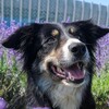 Логотип телеграм канала @sip_aero_dog — Алис Феличис