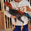 Логотип телеграм канала @sirojiddin0044 — 🦅🦅Сирожиддин Хурозлари🇺🇿🇹🇯🇰🇿🇰🇬🇷🇺