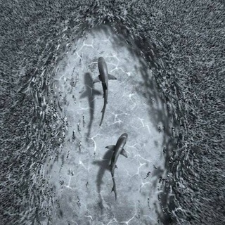 Логотип телеграм канала @siv7770 — Shark Music🦈