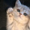 Логотип телеграм канала @skidsow — Шерстяные Стикеры