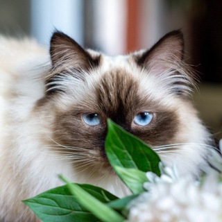 Telegram channel скинь кота logo