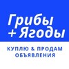 Логотип телеграм канала @skupkagribov — Грибы   Ягоды | Купить, Продать, Оптом - Официальный канал. Скупка грибов и ягод.