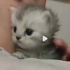 Логотип телеграм канала @skvidvard1961 — undead(котёнок)