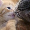 Логотип телеграм канала @sladkiekotyata — сладкие котята