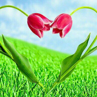 የቴሌግራም ቻናል አርማ slefkrbcha — ስለ ፍቅር ❤️