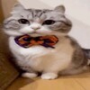 Логотип телеграм канала @slivomem — МЕМНЫЙ СЛИВ