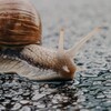 Логотип телеграм канала @slowl33 — Slowl33