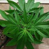 Логотип телеграм канала @slpharma2 — Конопля. Отраслевой вестник.