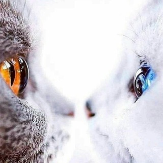 Telegram kanalining logotibi sma_blue — سِسِـ💙ــمٌـاااوَيـَـهہ❥