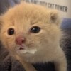 Логотип телеграм канала @smallpisuns — мелкие писюны