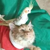 Logo of telegram channel smart_cats — smart_cats_tv