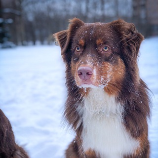 Логотип телеграм канала @smdogs — Собака может больше 🐕