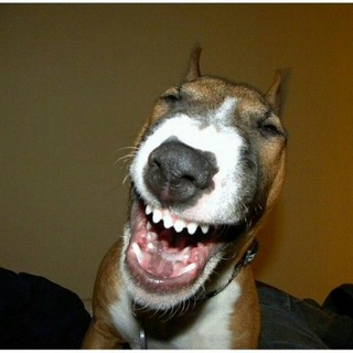 Логотип телеграм канала @smehzhest — Смех и грех ( 18)