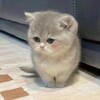 Логотип телеграм канала @smeshn9vki — люблю котиков и тебя