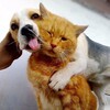 Логотип телеграм канала @smeshnyezhivotnyeprikolyumor — СМЕШНЫЕ ЖИВОТНЫЕ | ПРИКОЛЫ | ЮМОР