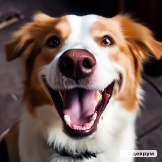 Логотип телеграм канала @smile_evodog — Собака Улыбака 🐾