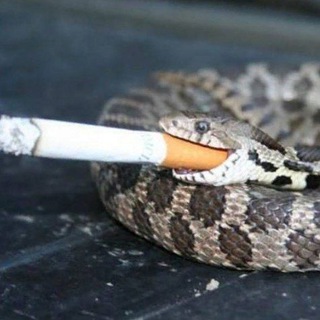Логотип телеграм канала @smokersnakes — курящая змея🐍💨