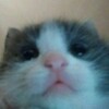 Логотип телеграм канала @smol_cats — крошки кошки