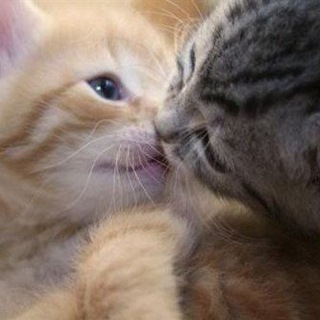 Логотип телеграм канала @smolcats — милые котики