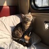 Логотип телеграм канала @smotritekotiki — Юмор|цитаты|красивые места|эстетика|смешные видео|психология|✨🔮