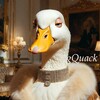 Логотип телеграм канала @soalaoak — Quack Channel 💠🦆
