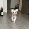 Логотип телеграм канала @sobachiedel — Собачье дело
