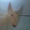 Логотип телеграм канала @sobachkazz — Человек собаке друг