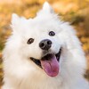 Логотип телеграм канала @sobachki_gav — Собачки