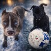 Логотип телеграм канала @sobaciy_dnevnik — Собачий дневник 📔 🐕‍🦺🦮🐶🐾