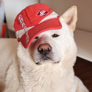 Логотип телеграм канала @sobak_spartak — sobak_spartak