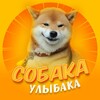 Telegram channel Собака-улыбака logo